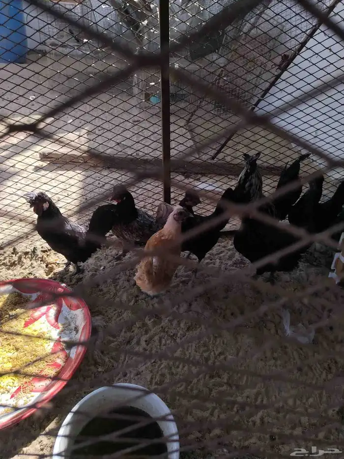 دجاج كويتي بيض وتفريخ 6