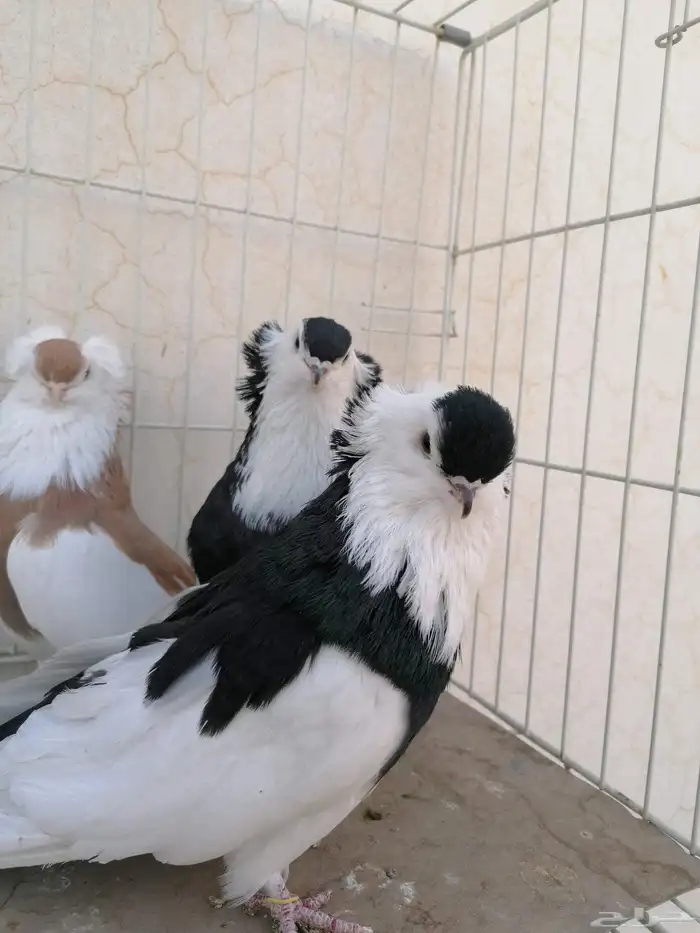 حمام بلغاري عبسي 9