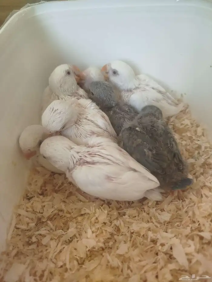 فروخ روز البينو وتركواز البيع جمله 2