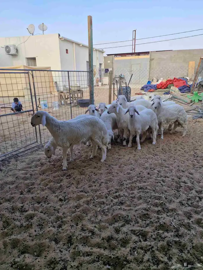 طليان حري فاخر ربط 0