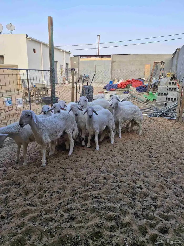 طليان حري فاخر ربط 1