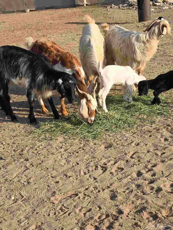 غنم معزا مصرية يتبعها بهم 5