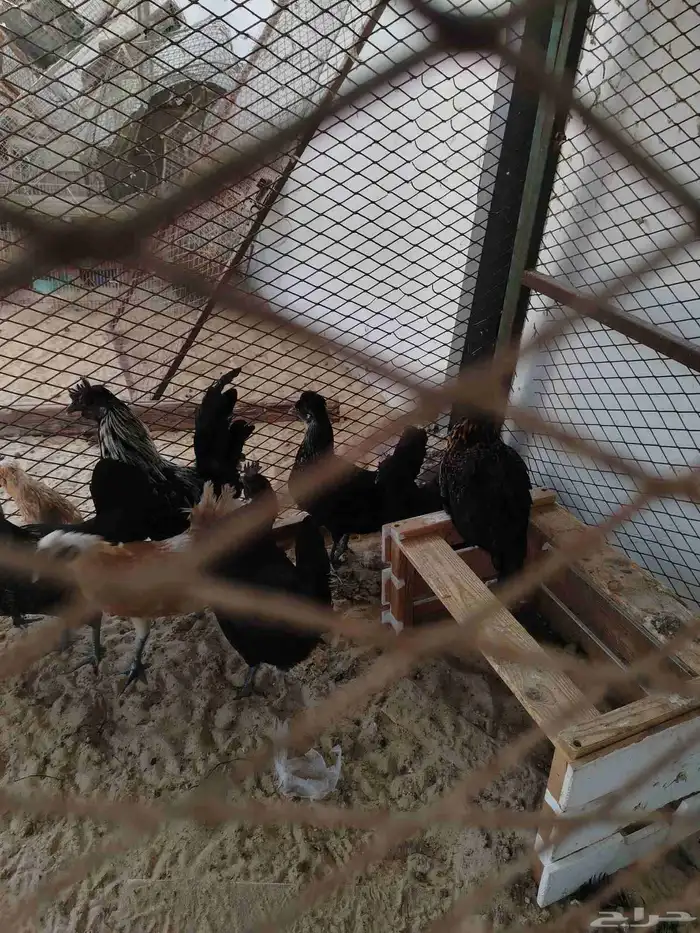 دجاج كويتي بيض وتفريخ 4