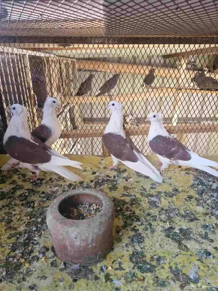 قطيفي مكتف اخوان 0