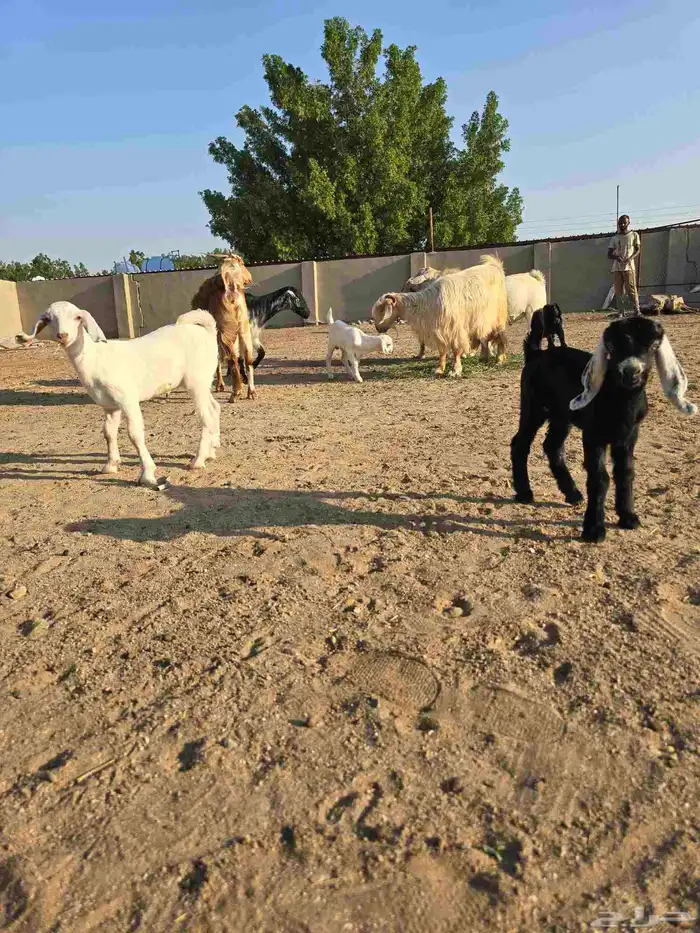 غنم معزا مصرية يتبعها بهم 6