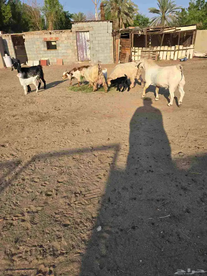 غنم معزا مصرية يتبعها بهم 8