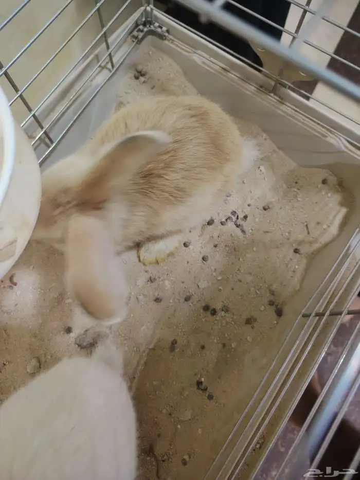 للبيع ارنبين على اسوم 2