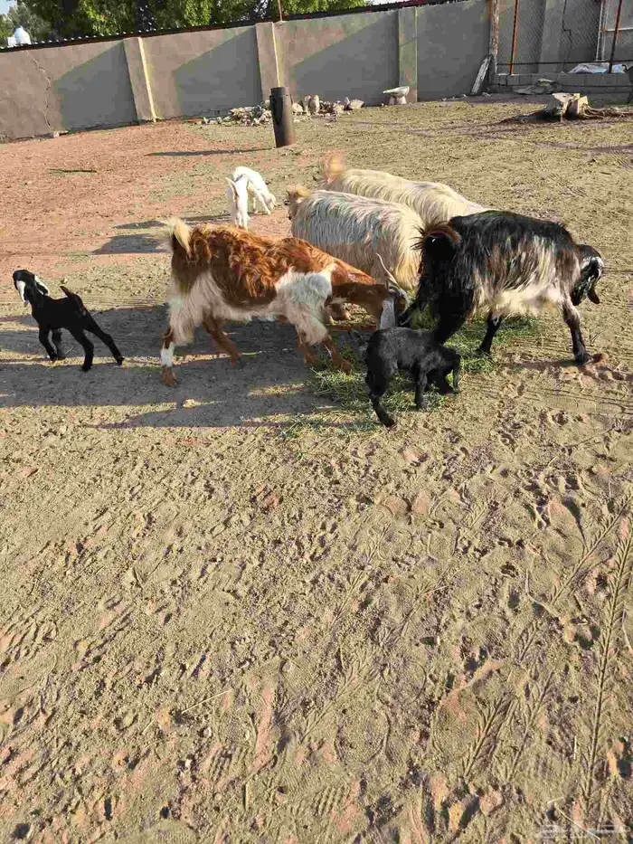 غنم معزا مصرية يتبعها بهم 1