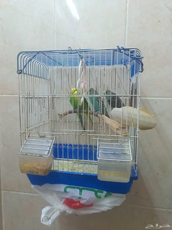 ثلاث إناث بادجي جاهزين للتزاوج 0