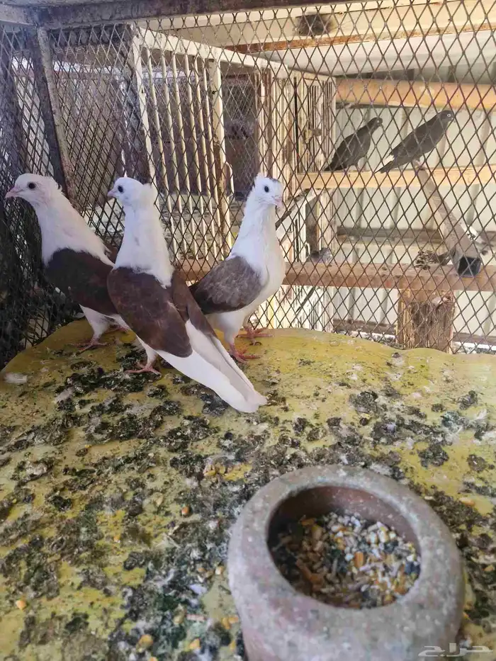 قطيفي مكتف اخوان 2