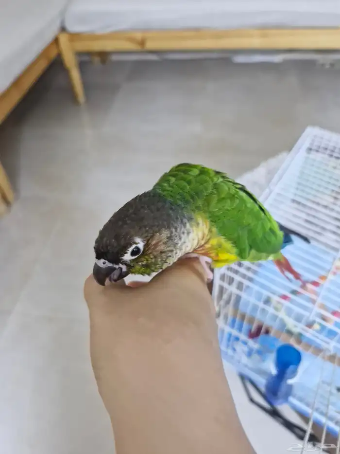 ببغاء كنيور اليف السعر 600 0