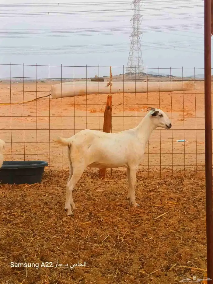 معزاء بيشيات 2