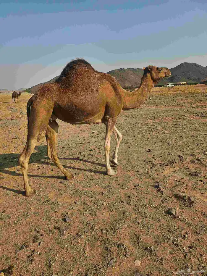 ناقتين لقح مشروطه من جميع العيوب 3