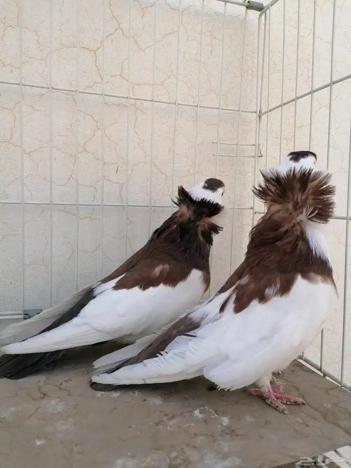 حمام بلغاري عبسي 12