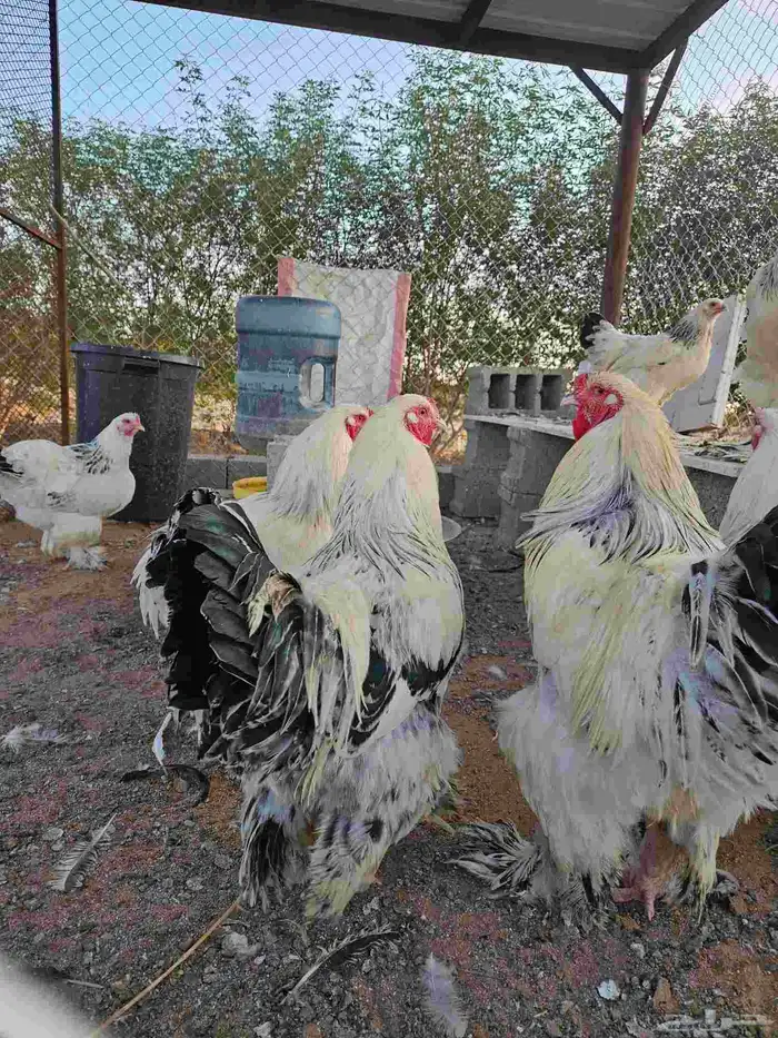 ديكة براهما 1