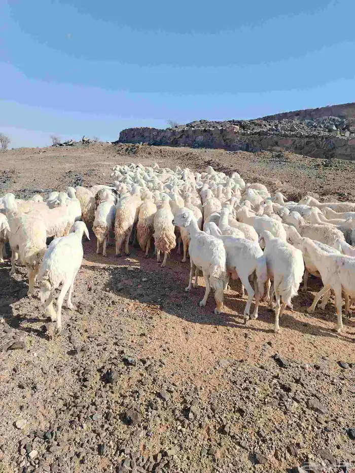 الغنم حريات طيب مرح واحد الغنم حرش 5