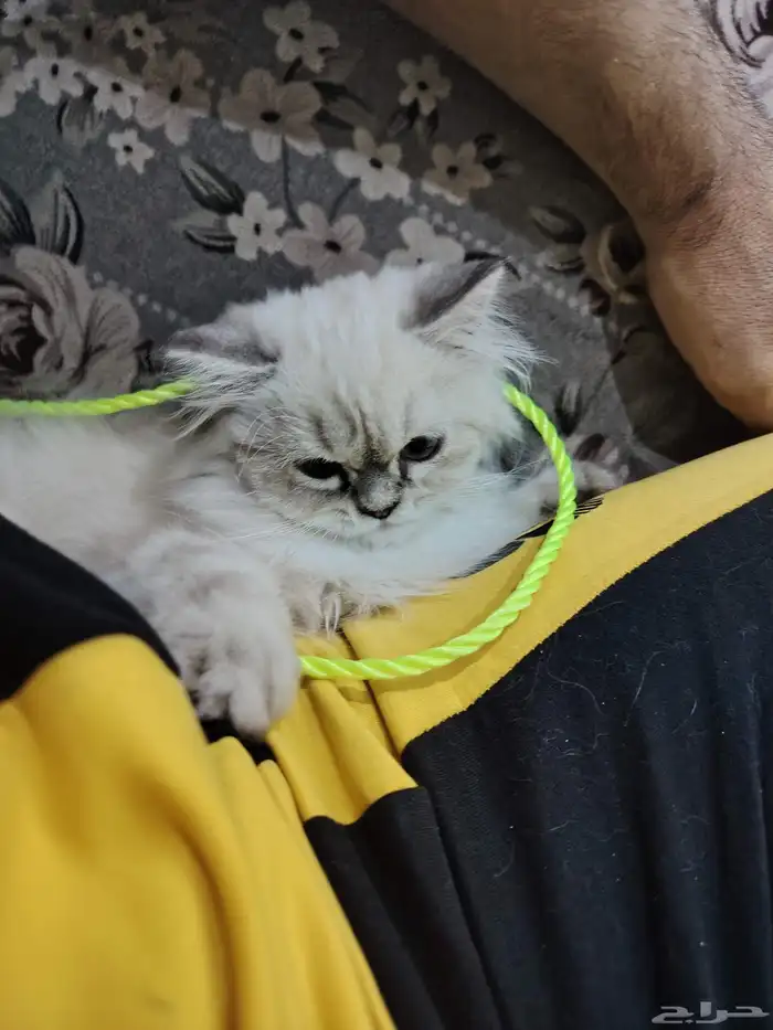 قطة هملايا 2