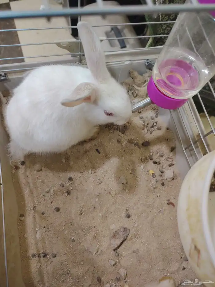 للبيع ارنبين على اسوم 1