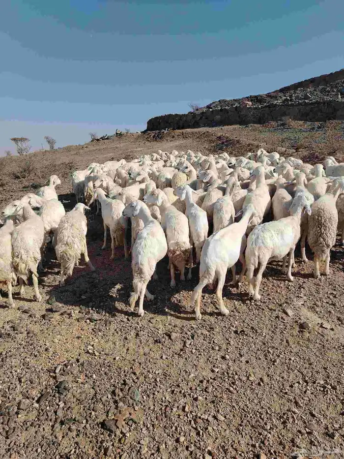 الغنم حريات طيب مرح واحد الغنم حرش 8