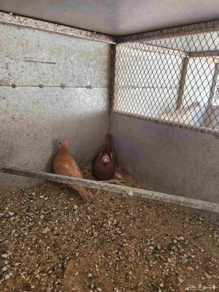 زوج كوري منتج 0