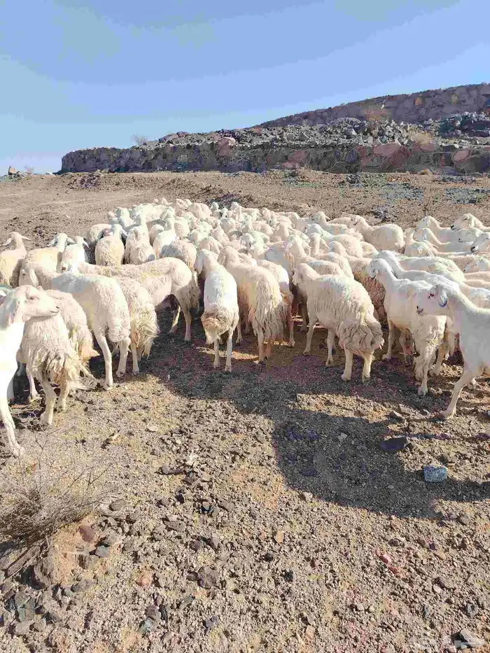 الغنم حريات طيب مرح واحد الغنم حرش 2