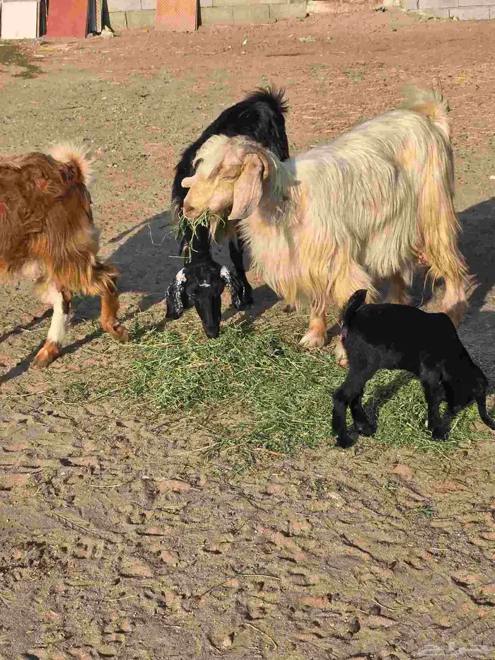 غنم معزا مصرية يتبعها بهم 0