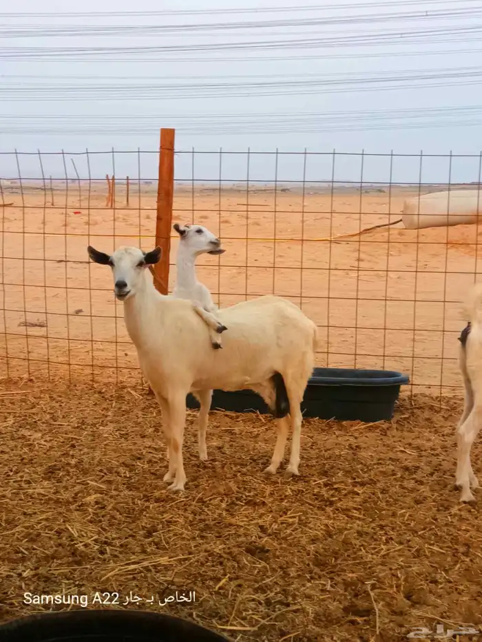 معزاء بيشيات 3