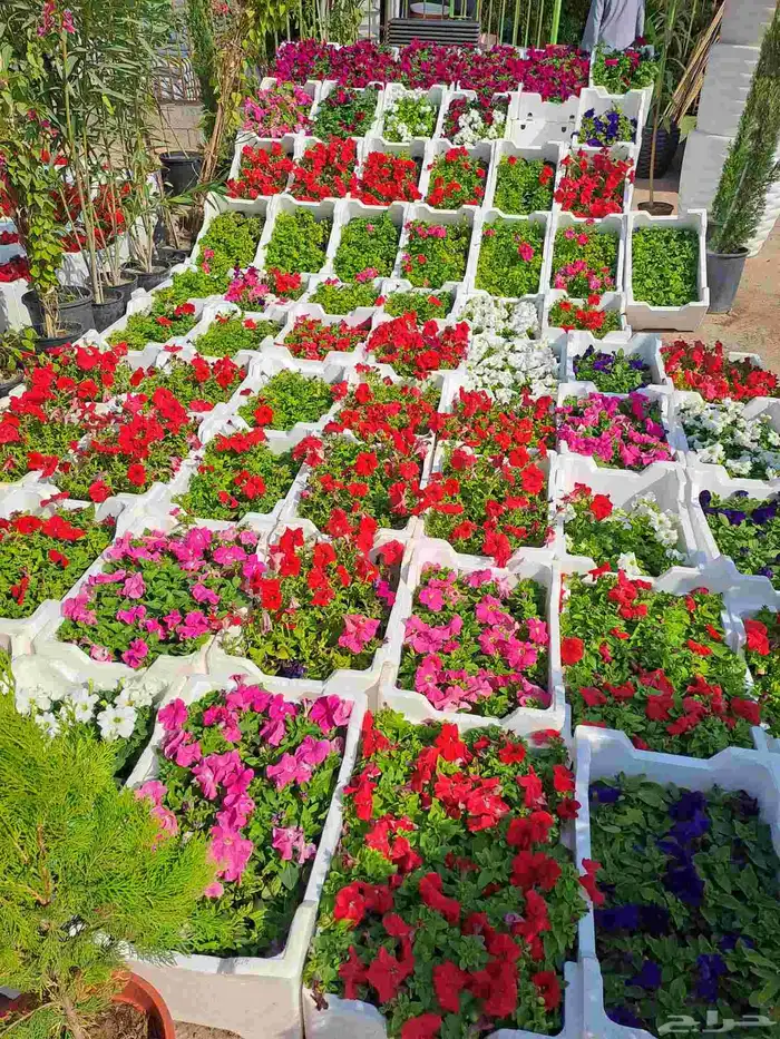 زهور وورود طبيعيه 1