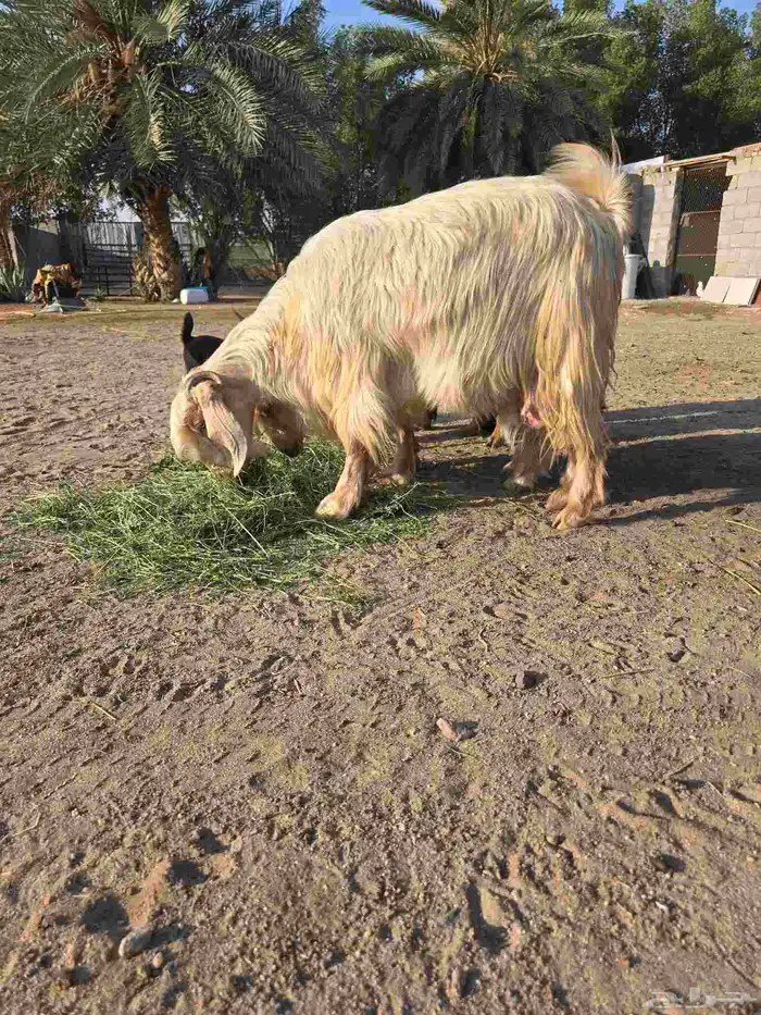 غنم معزا مصرية يتبعها بهم 3