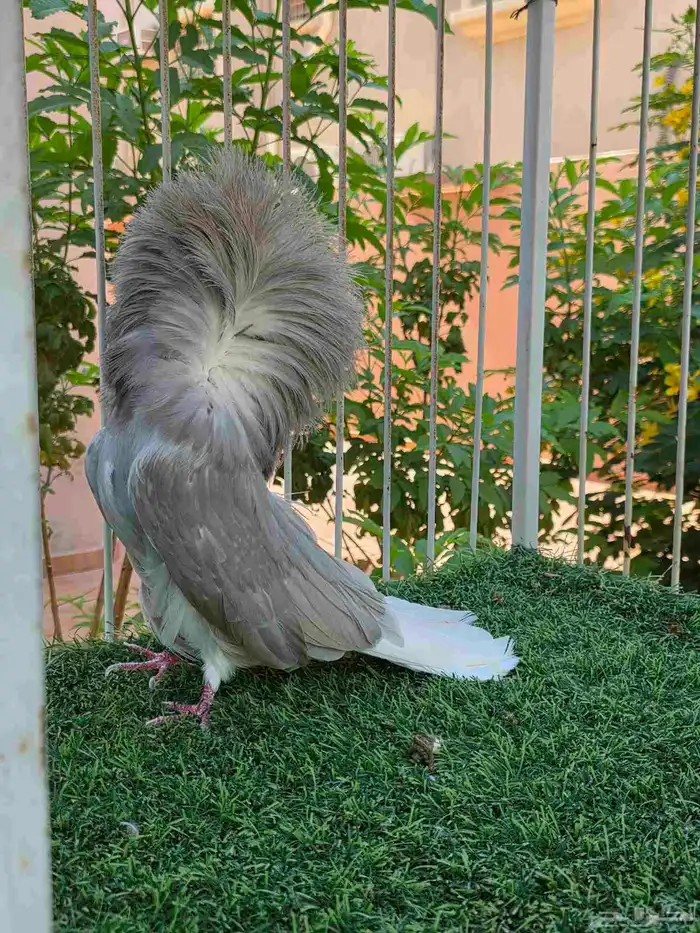 فحل جاكوبين للبيع 1