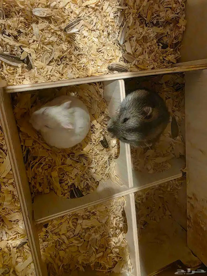 هامسترين ونتر وايت 1