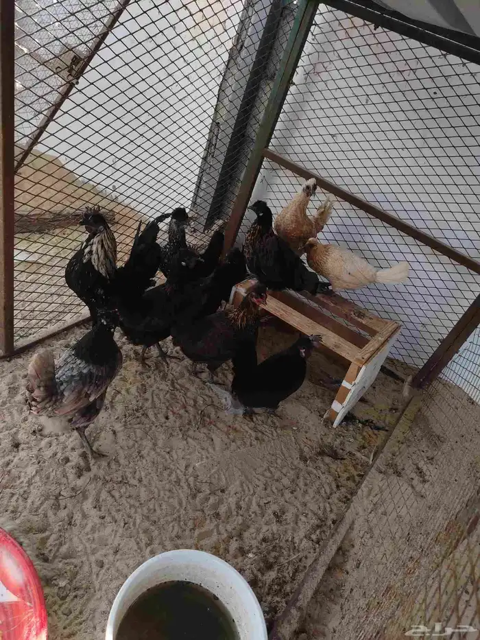 دجاج كويتي بيض وتفريخ 1