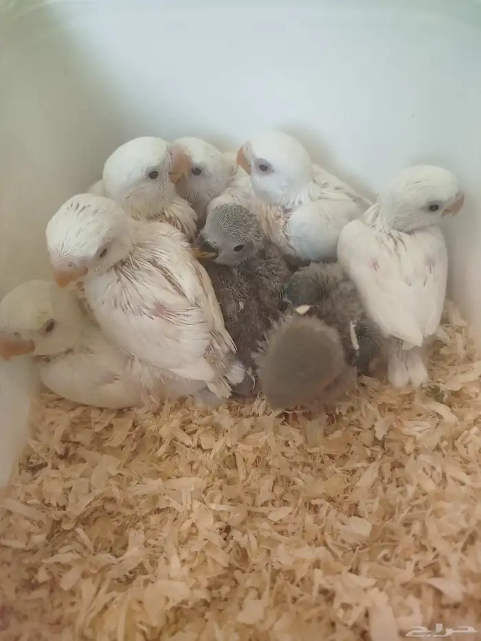 فروخ روز البينو وتركواز البيع جمله 0