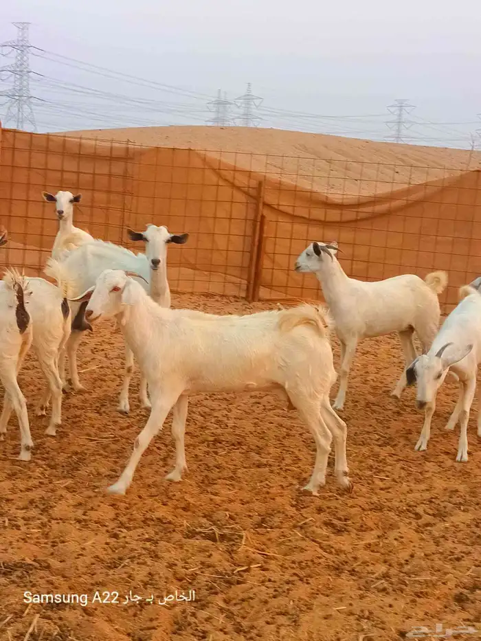 معزاء بيشيات 1