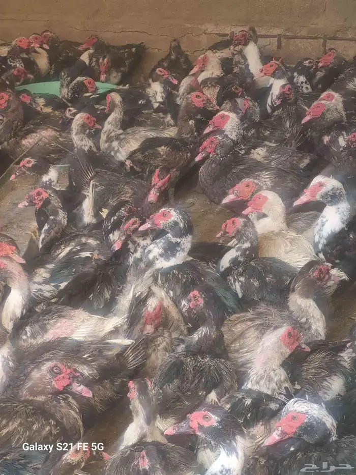 بط مسكوفي مصري منتج ذكور واناث 2