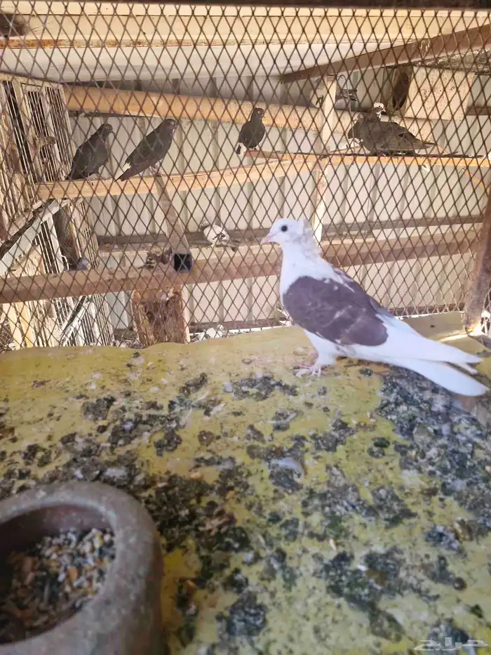 قطيفي مكتف اخوان 1