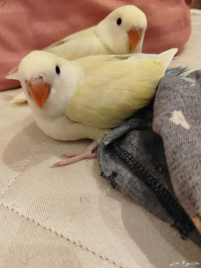 فروخ روز طفرات جميله ماشاء الله تبارك الله للبيع 2