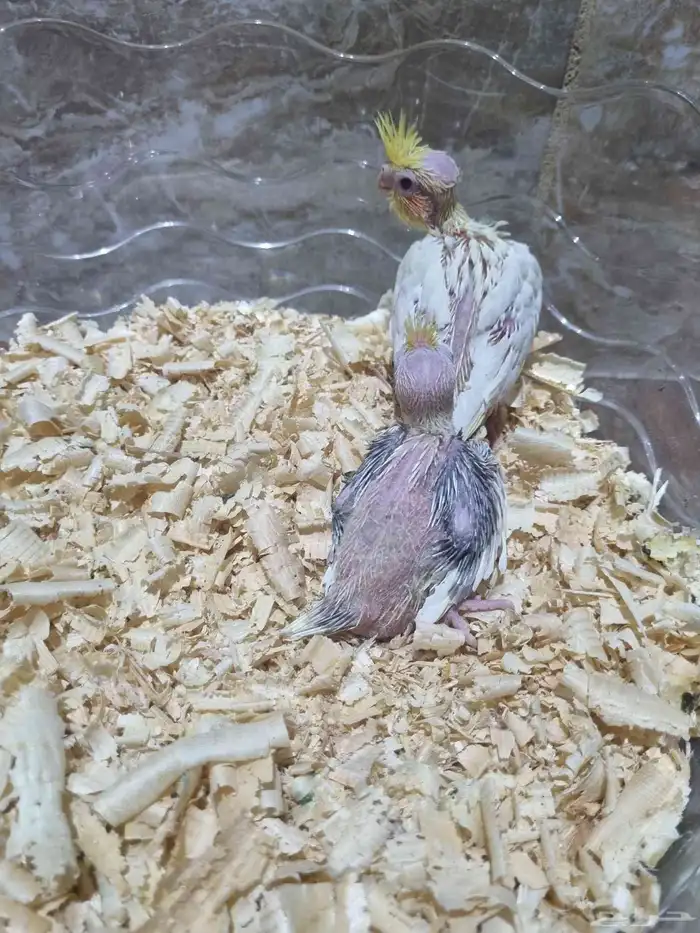 فرخين كروان 6