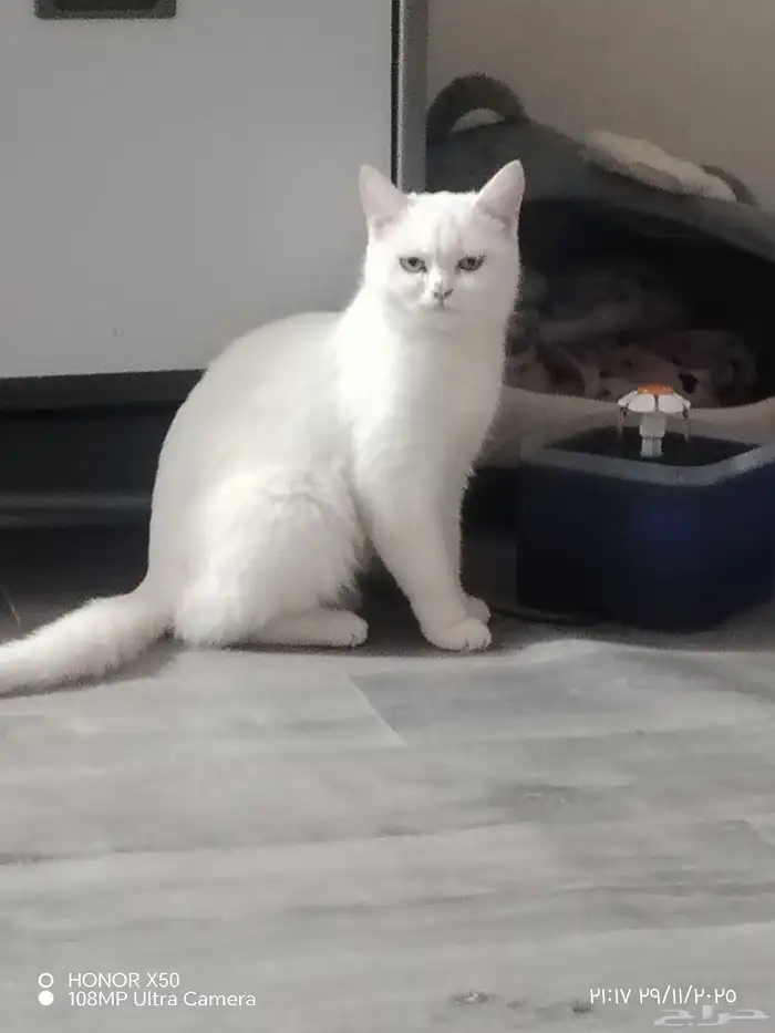 قطة للتبني 0