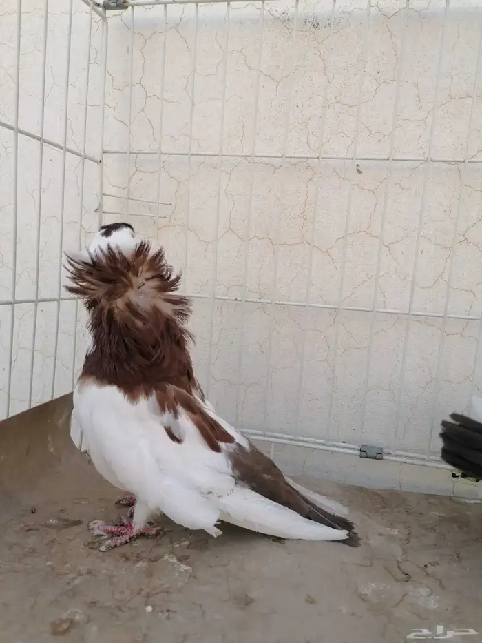 حمام بلغاري عبسي 14