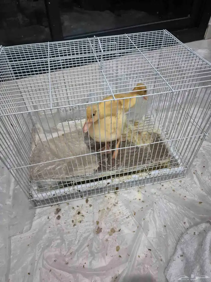 بط صغير مع قفص 0