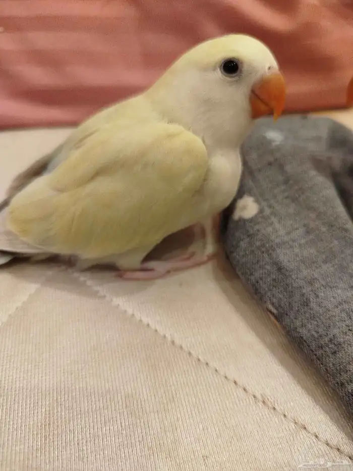 فروخ روز طفرات جميله ماشاء الله تبارك الله للبيع 0