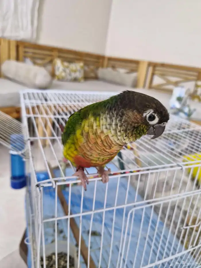 ببغاء كنيور اليف السعر 600 1