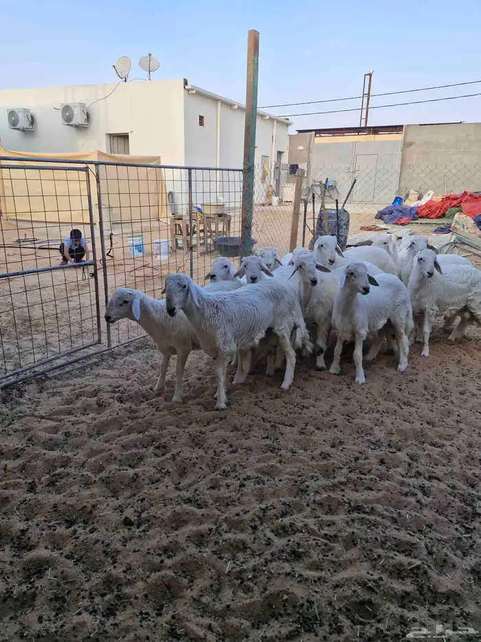 طليان حري فاخر ربط 2