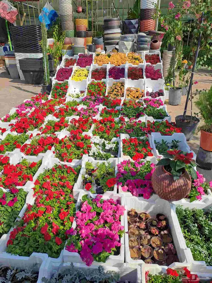 زهور وورود طبيعيه 0