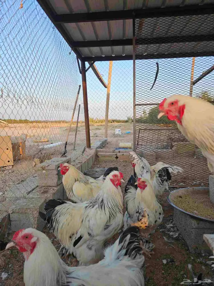 ديكة براهما 0