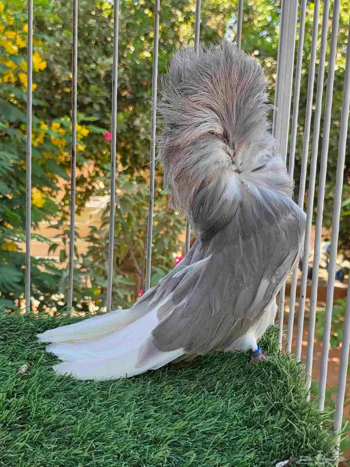 فحل جاكوبين للبيع 0