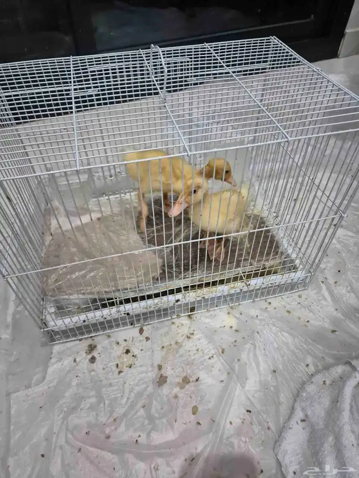 بط صغير مع قفص 1