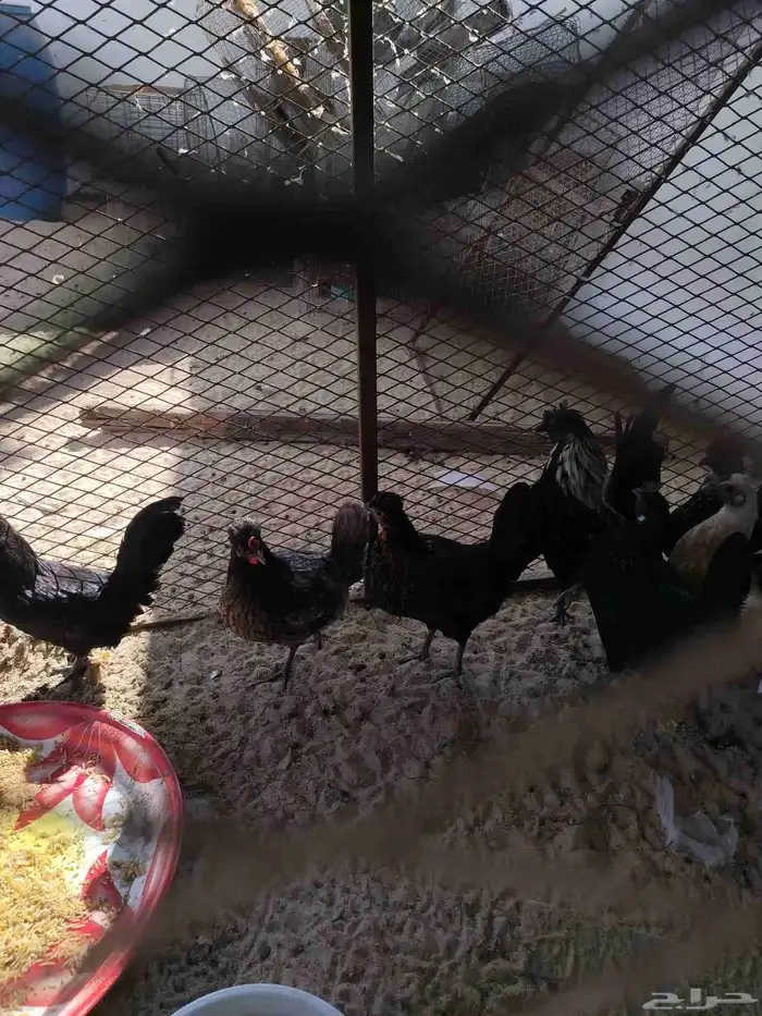 دجاج كويتي بيض وتفريخ 5