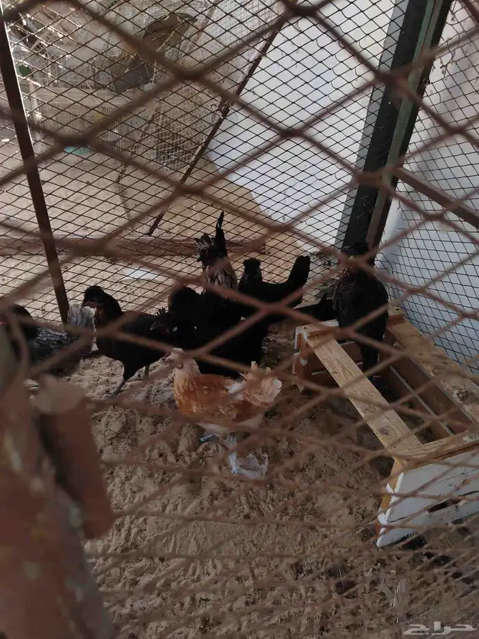 دجاج كويتي بيض وتفريخ 3